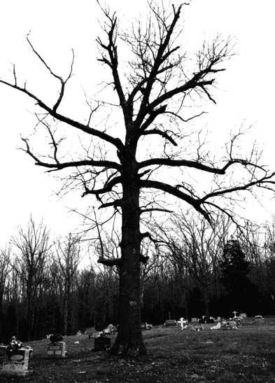 cemetery tree